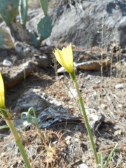 Zephyranthes longifolia