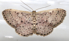 Idaea punctatissima