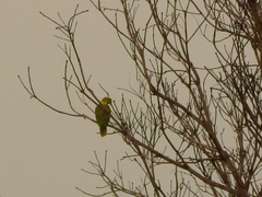 Amazona auropalliata