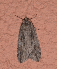 Hydriomena frondaria