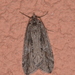 Hydriomena frondaria - Photo (c) Randy Floyd, some rights reserved (CC BY-NC), uploaded by Randy Floyd