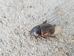 Euetheola