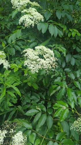 Sambucus canadensis