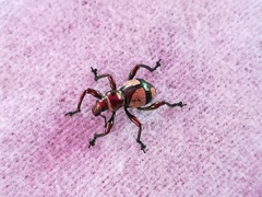 Pachyrhynchus pseudamabilis