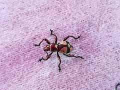 Pachyrhynchus pseudamabilis