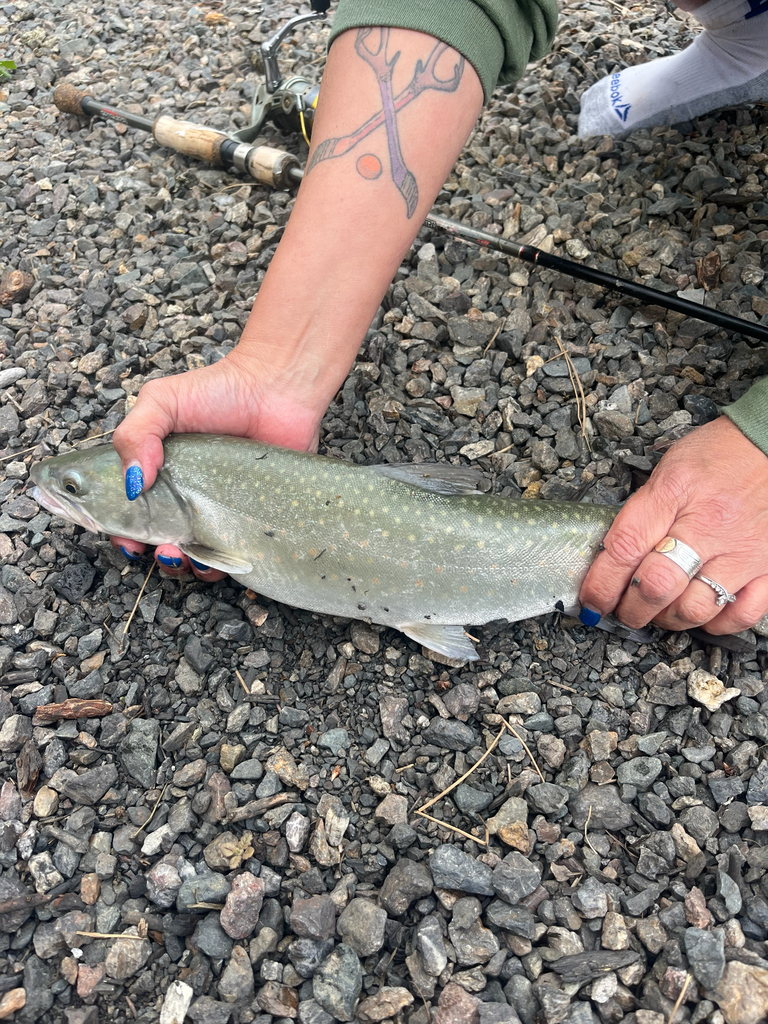 Bull Trout