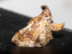 Scenedra decoratalis