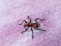 Pachyrhynchus pseudamabilis