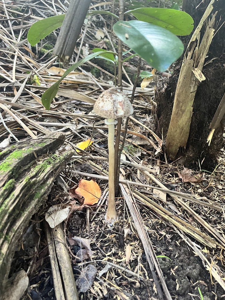 Macrolepiota clelandii · May 2025 · photo: © sporeseeker (iNaturalist, cc0)