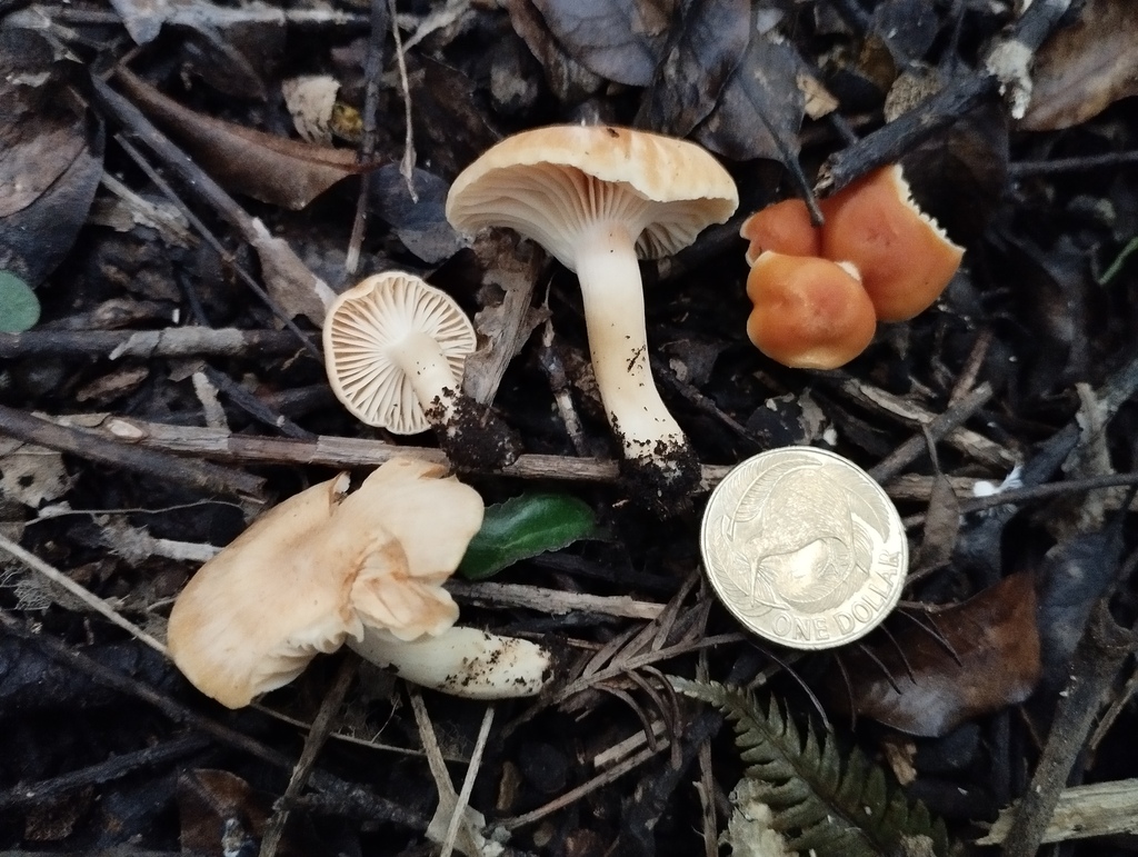 Cuphophyllus austropratensis · May 2025 · photo: © geoffr (iNaturalist, cc0)