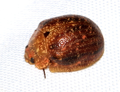 Paropsis variolosa