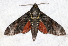 Tetrachroa edwardsi
