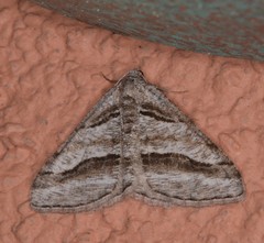 Digrammia pertinata