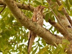 Nyctibius jamaicensis