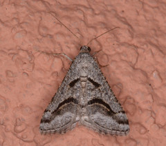Digrammia puertata