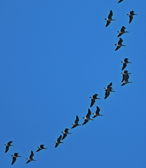 Branta hutchinsii leucopareia