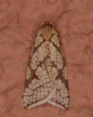 Dorithia semicirculana