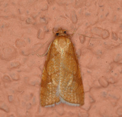 Dorithia semicirculana