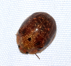 Paropsis variolosa