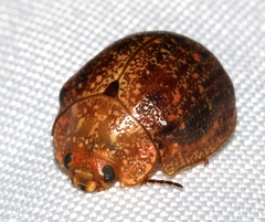 Paropsis variolosa