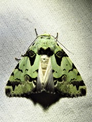 Halochroa eudela