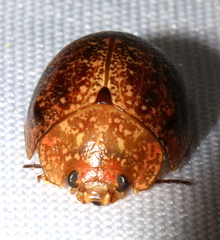 Paropsis variolosa