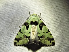 Halochroa eudela