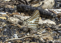 Graphium aristeus