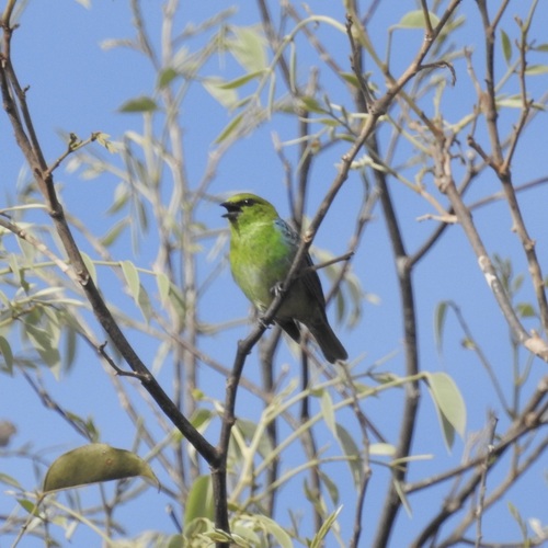 Dotted Tanager (Ixothraupis varia), photo 1