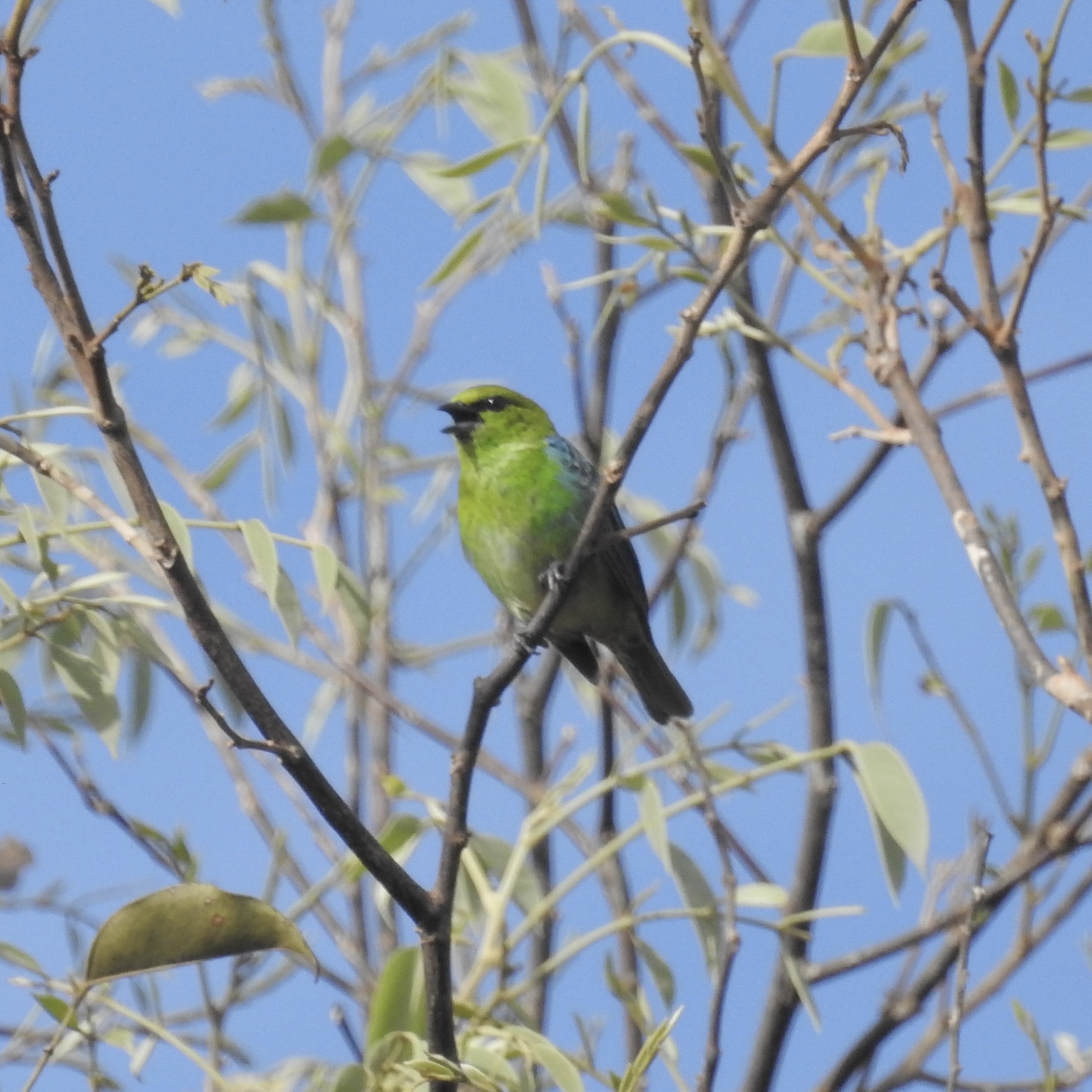 Dotted Tanager illustration