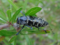 Lampetis dilaticollis