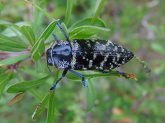 Lampetis dilaticollis