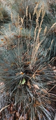 Festuca glauca