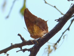 Charaxes varanes