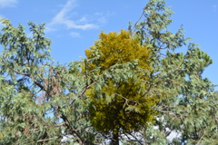 Phoradendron bolleanum densum