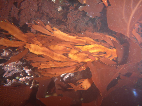 Farlowia compressa, 2025-05-30