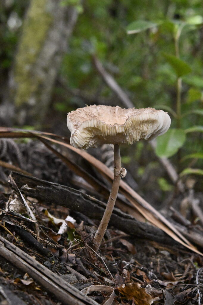 Macrolepiota clelandii · May 2025 · photo: © invertebratist (iNaturalist, cc-by-nc)