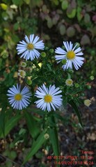 Symphyotrichum × salignum