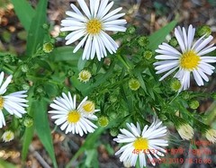 Symphyotrichum × salignum