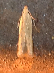 Mesophleps adustipennis