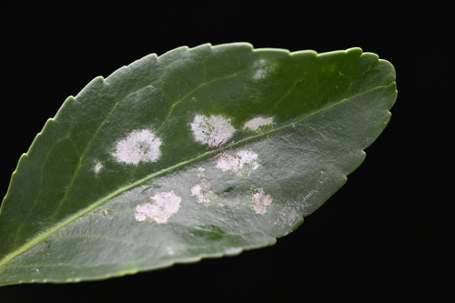Spindletree powdery mildew