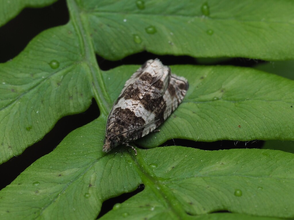 Dusky Leafroller Moth