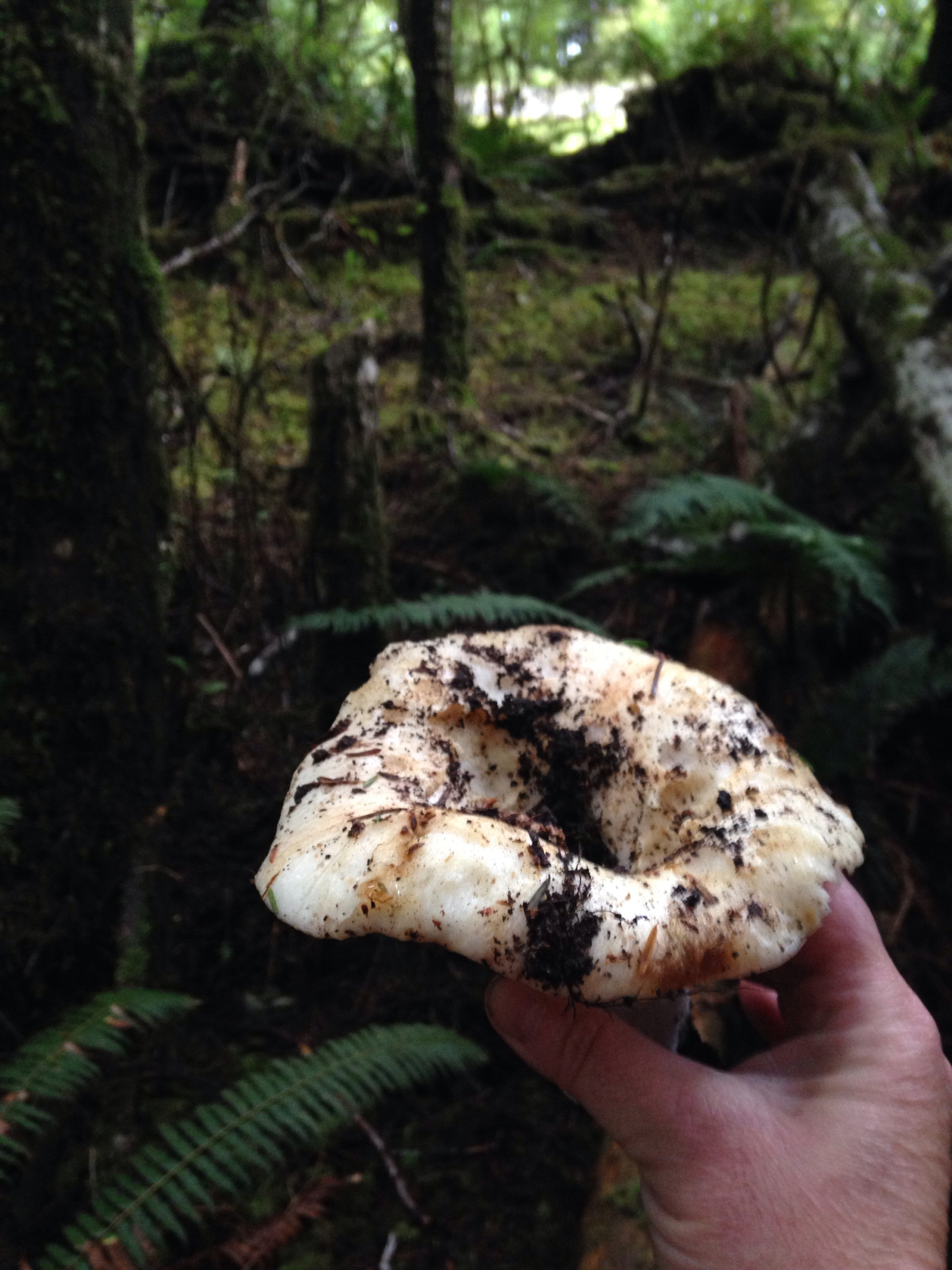 Russula brevipes image