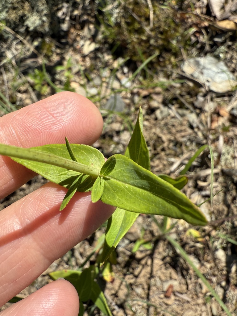 false spotted St. John's wort