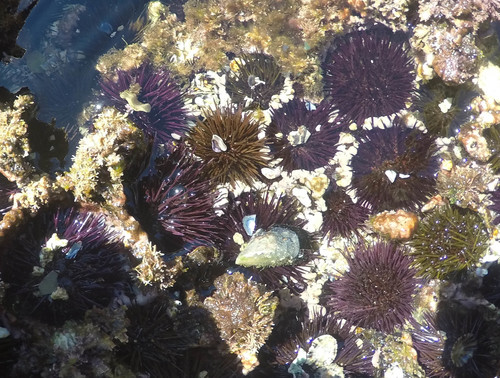 Paracentrotus lividus