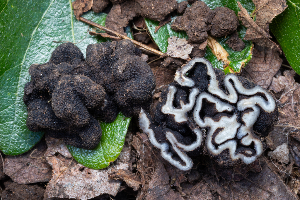 Genea sp. 'PNW21'