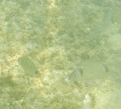 Diplodus