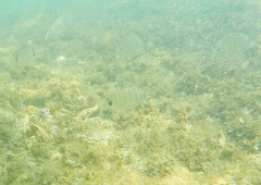 Diplodus