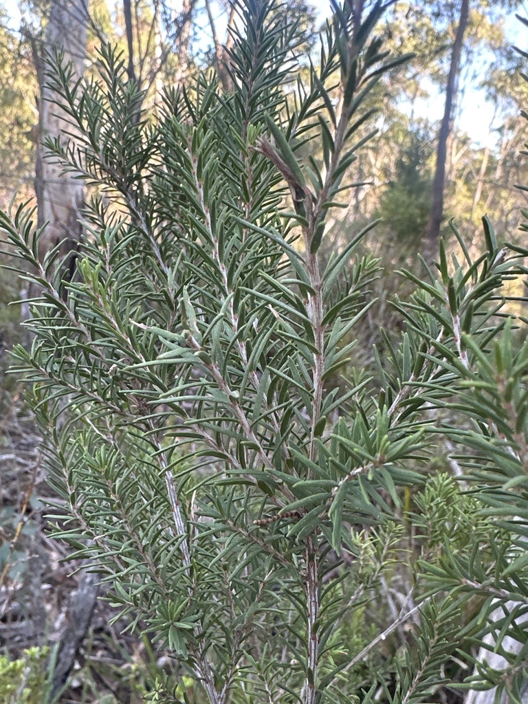 Rosmarinus officinalis