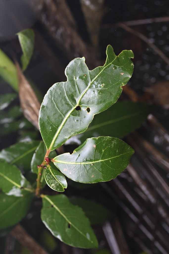 Laurus nobilis